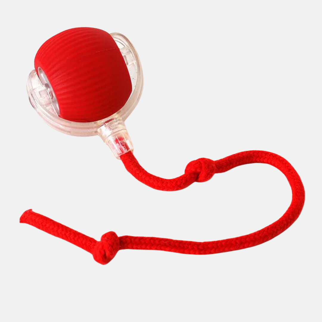 PawBounce™- Balle intéractive
