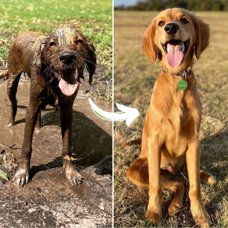 HydroJet™ - Pistolet de toilettage pour chien