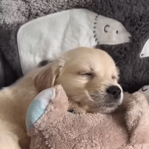 Sleepiies™ - La peluche apaisante pour animaux